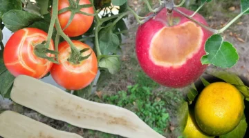 ارتفاع الحرارة يهدد إنتاج وجودة محاصيل اليابان بشدة